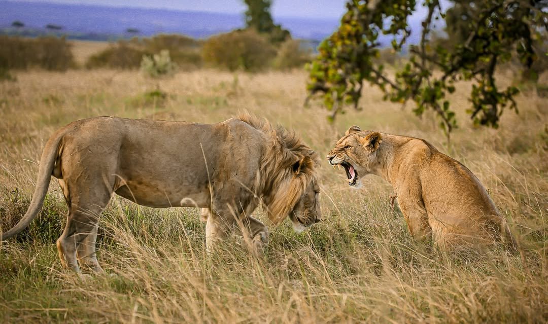 Nyerere_National_Park_African_Deluxe_Destination-2